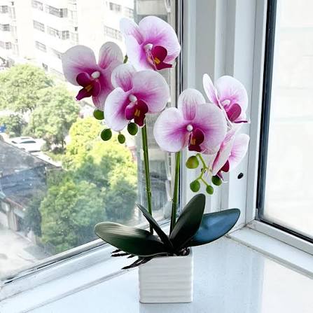 Orquidea impuesto 16%