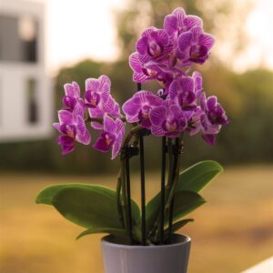 Orquidea impuesto 0%