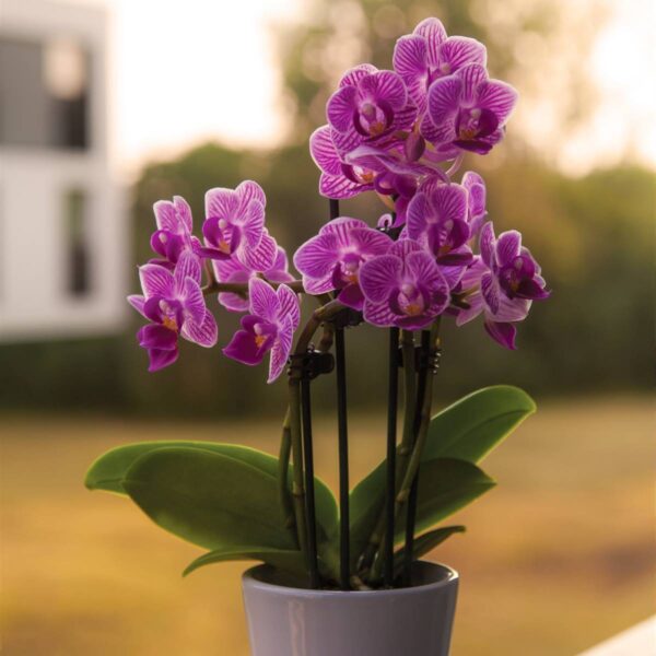 Orquidea impuesto 0%